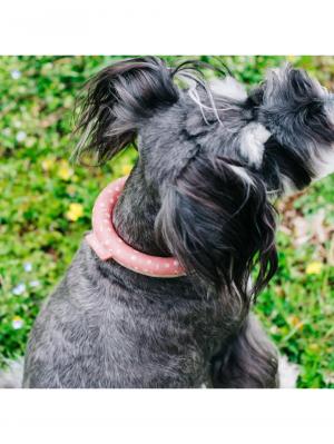 その他|ICE RING suo アイスリング ペット用 高機能ネッククーラー