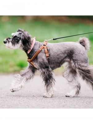 その他|ICE RING suo アイスリング ペット用 高機能ネッククーラー