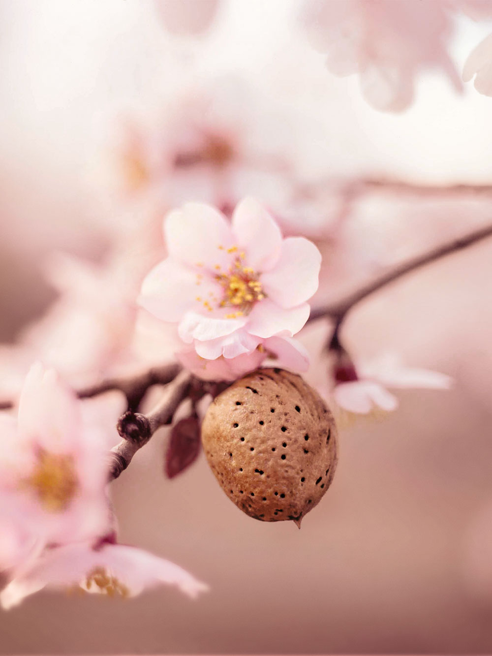 妊娠線クリーム|WELEDA ヴェレダ マザーズ ボディオイル 正規品