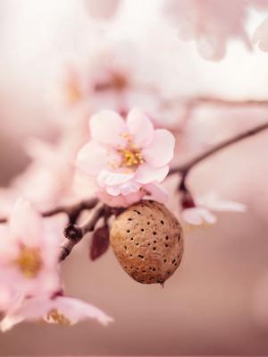 妊娠線クリーム|WELEDA ヴェレダ マザーズ ボディオイル 正規品