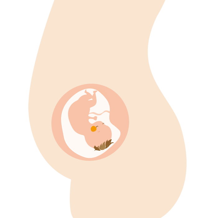 妊娠後期　体の変化